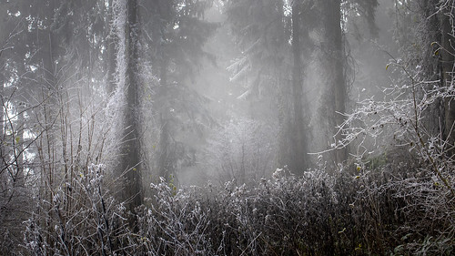 Winter mist frozen in time | by david.hogan7