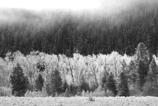 Trees in the Morning