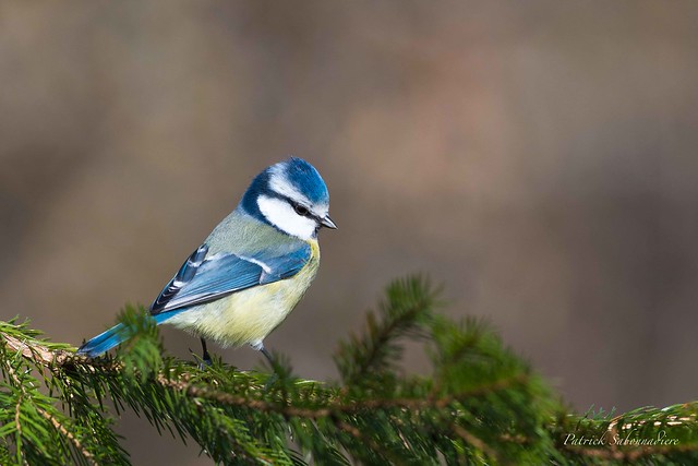 Mésange bleue-Cyanistes caeruleus