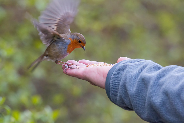 A Confiding Robin