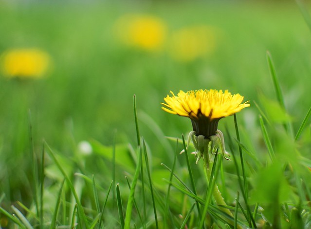 Nature - In My Backyard