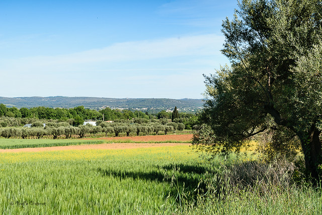 Colza