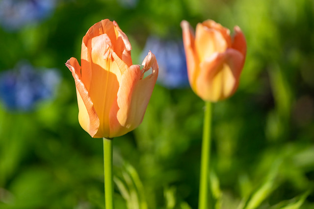 The tulip