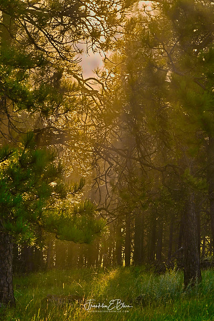 Forest Light Through the Pall