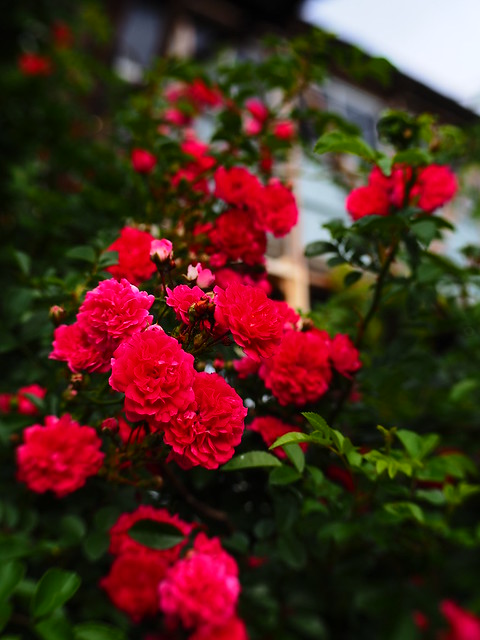 Red roses