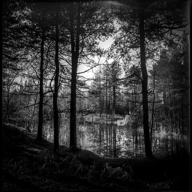 Secluded lake | New Forest National Park