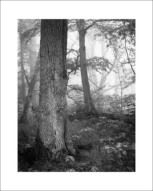 Oak