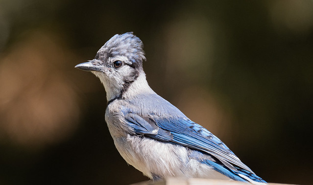 Blue Jay