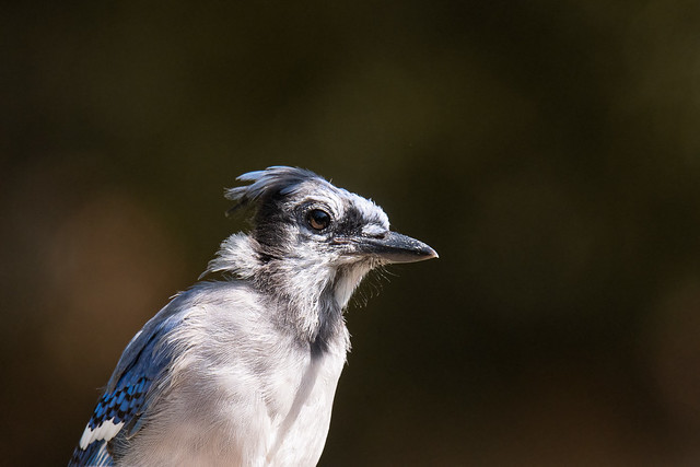 Blue Jay