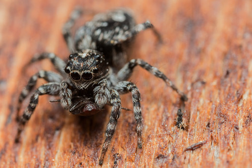 Bug Control - _TNY_2792 | by Calle Söderberg