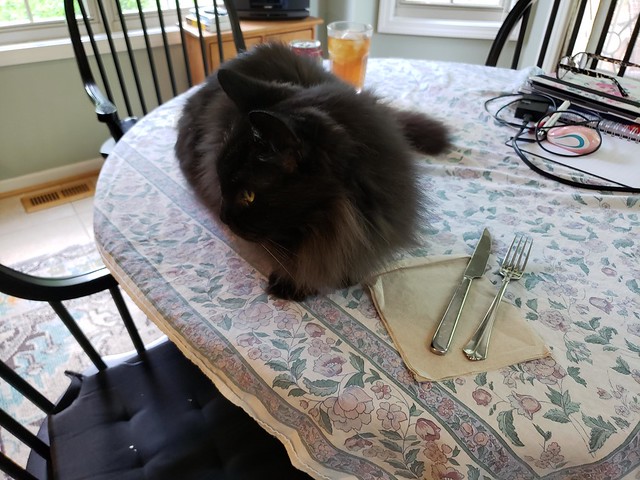Cosmo the Cat - August & September, 2021