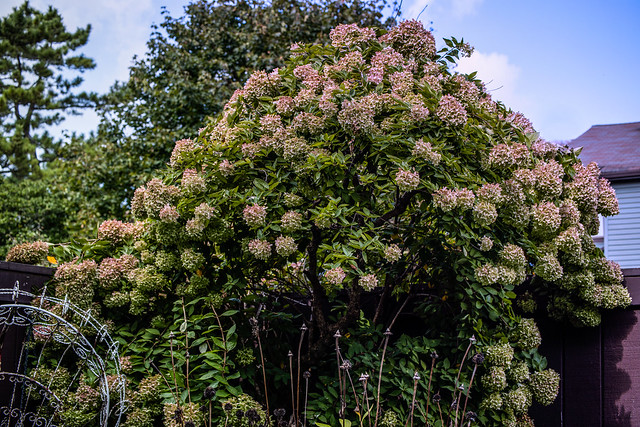 Tree Hydrangea
