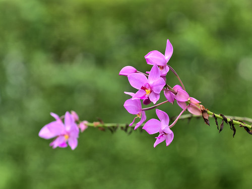 Flowers at the end of the line | by Healtotoe