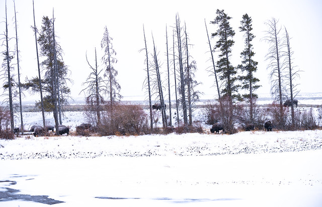 Winter landscape
