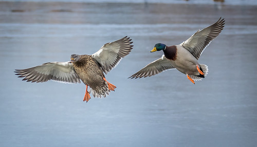 SLR_8204 Mallards | by Whistletown Wilds Thanks for two million views