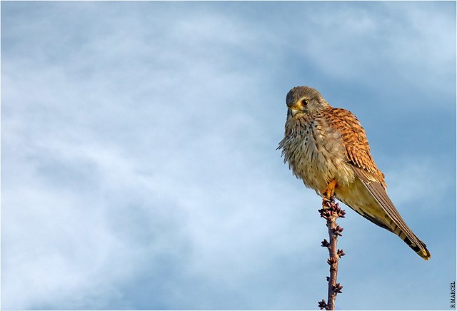 Faucon crécerelle  (Falco tinnunculus) Common Kestrel cernícalo