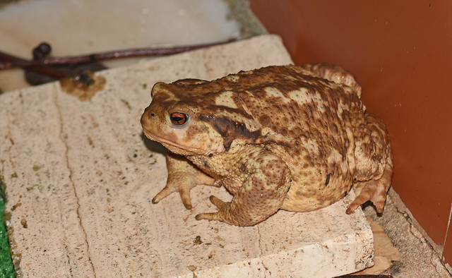 Spiny Toad (Bufo spinosus)