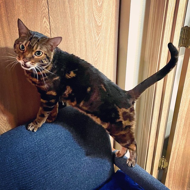 Neelix’s new trick is to pose on the blue chair until I pet him. It’s soo adorable! 😍 #meowymonday