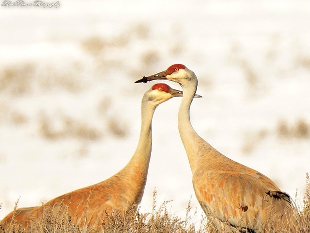 “Sandhill crane couple”
