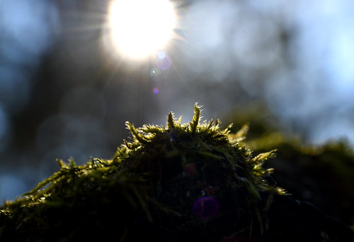 In All Forms of Life | by Robin Shepperson Photography