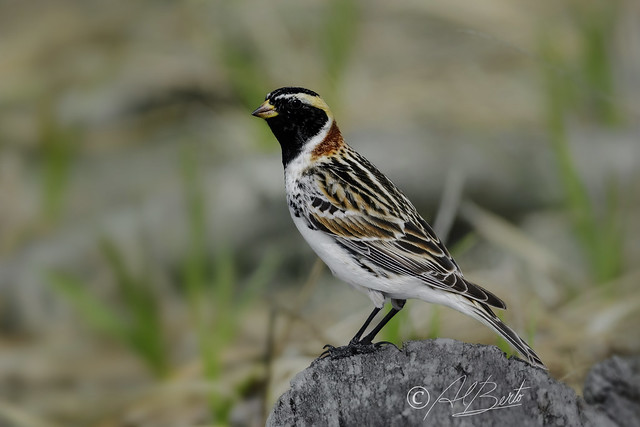 Lapland Longspur / Plectrophane lapon