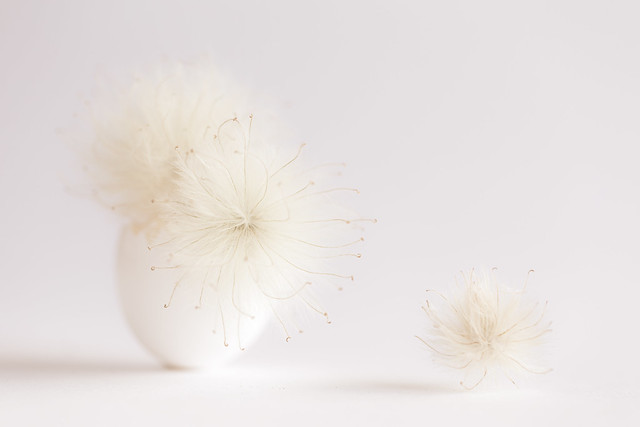 112/365: Fluff and nonsense...