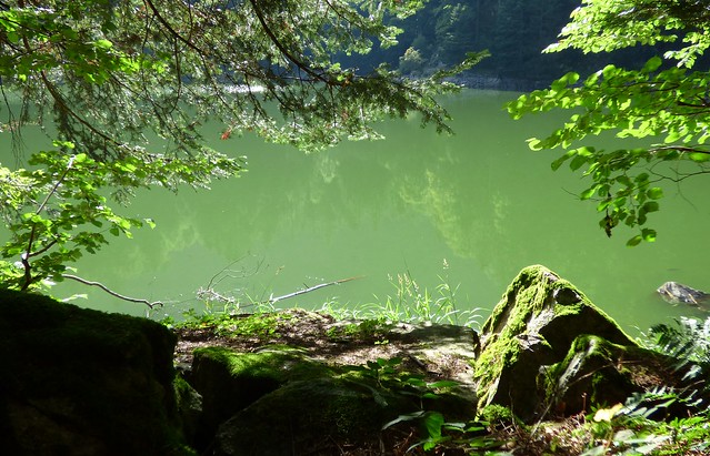 Soleil et reflets verts au Lac Altenweiher. 🌲🌞