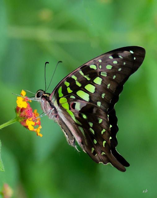 Tailed jay Butterfly