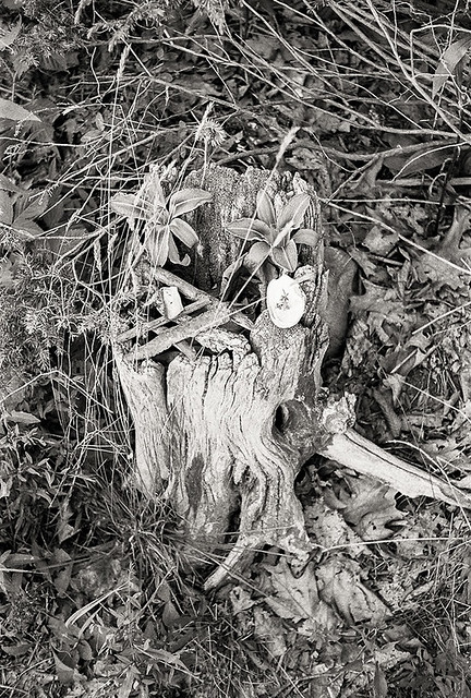 Carefully Arranged