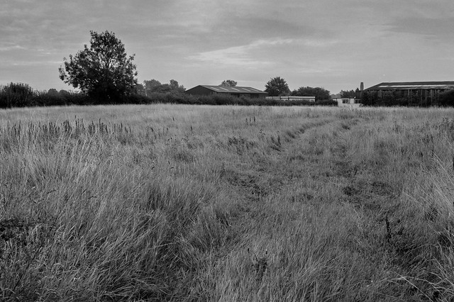 Flaxton field in the morning