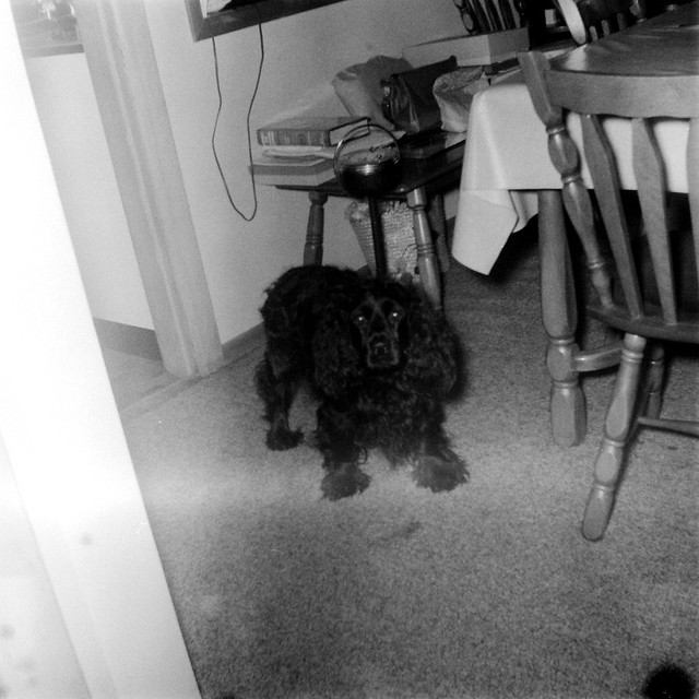 Cocker Spaniel in Kitchen