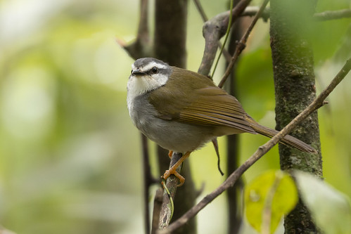 White-striped Warbler (Myiothlypis leucophrys) | by Rodrigo Conte