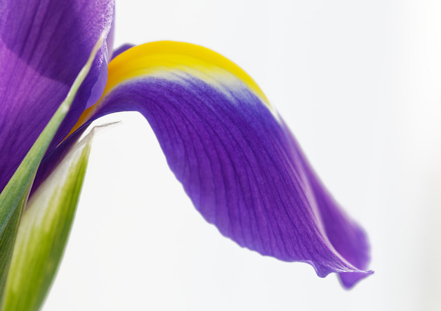 iris