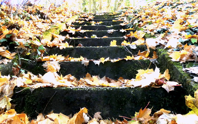 Les feuilles mortes - in Explore -