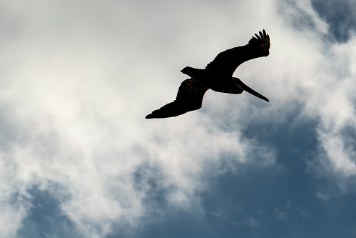 Soaring | by CR Shaw