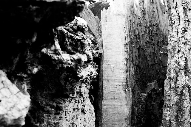 Wooden Variations