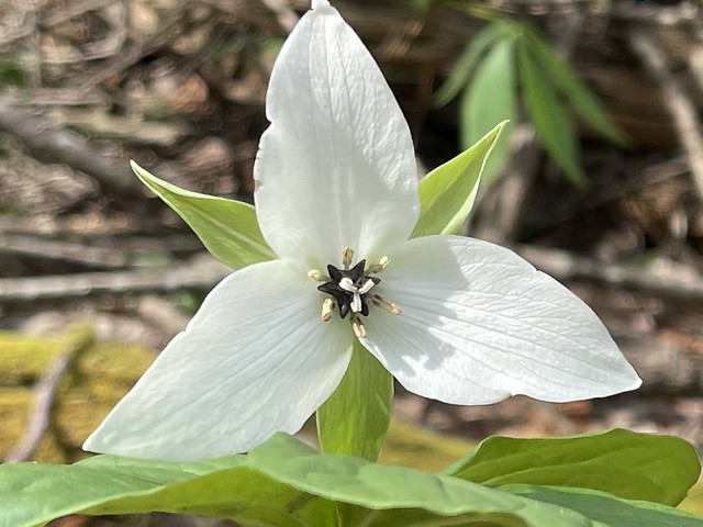 0493i  Trillium Glory