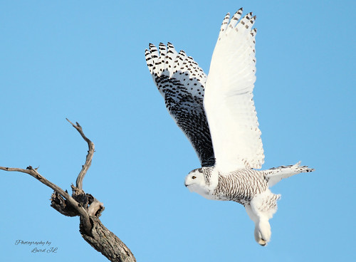 Snowy Owl | by Laird JL