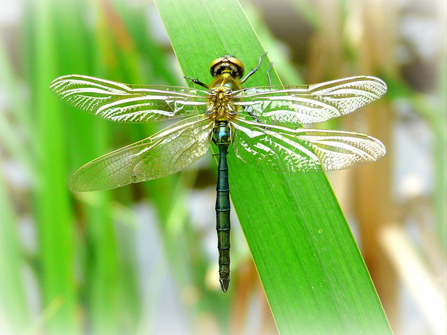 Brilliant Emerald - Somatochlora metallica