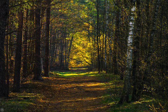 spring in the woods