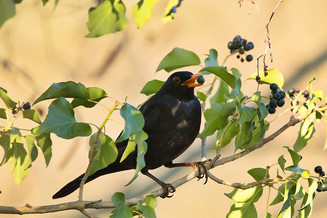 Amsel (♂) im Efeu / Blackbird (♂) in poison ivy / in explore 20230409