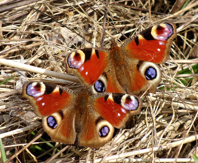 Aglais io (Peacock butterfly, pair)