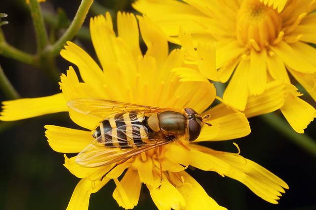 Yellow on Yellow - _TNY_1473