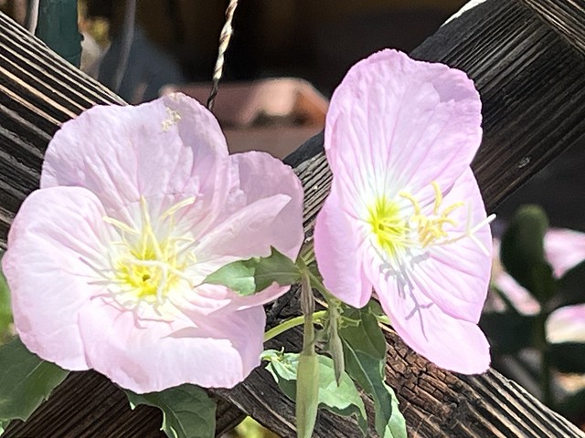 Pink Ladies Peeking Through