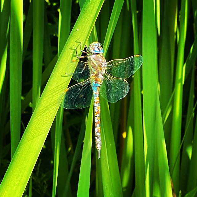 I saw many dragonflies on my walk with @ireneyung in Union Bay Natural Area, but this one was especially friendly! A bit sunny, but still a fun time!