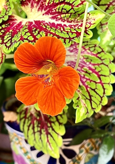 Nasturtium And Coleus In My Kitchen