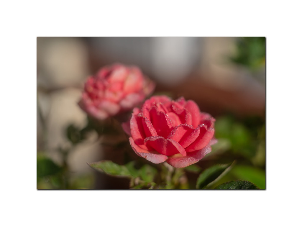 Rose et rosée