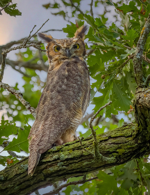 Great Horned Owl