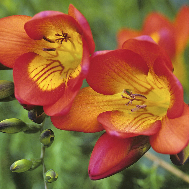 Freesias.