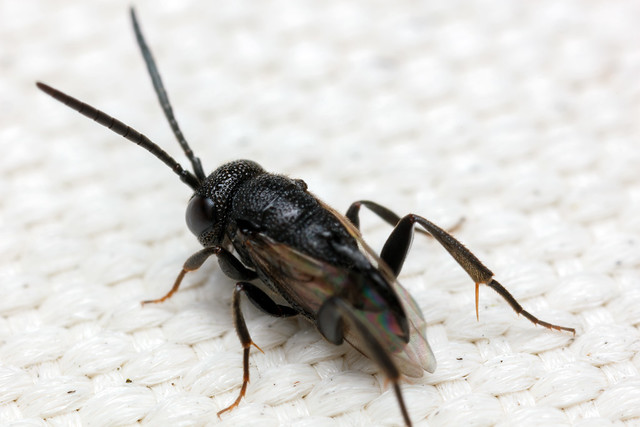 The Cutest Little Wasp, Pt. 2 - _TNY_5686